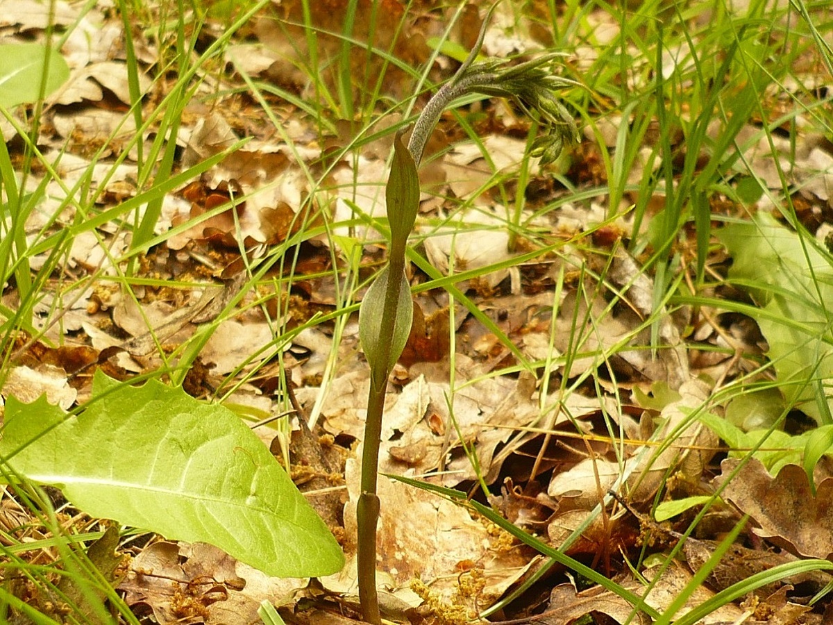 Epipactis microphylla (Orchidaceae)